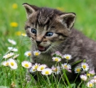 kitten eating a flower